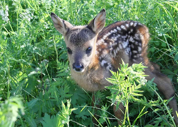 Nature Et Serenite Chez Allan 招待所